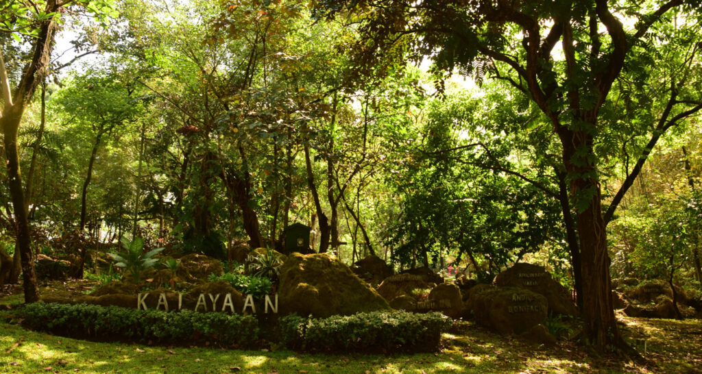 mini-forest-6